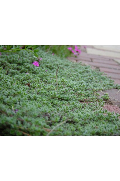 Чебрець ранній Псевдоланугіносус – стійка низькоросла рослина.